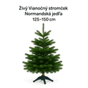 Živý Vianočný stromček Normandská jedľa - 1. trieda premium 125-150 cm Abies Nordmanniana