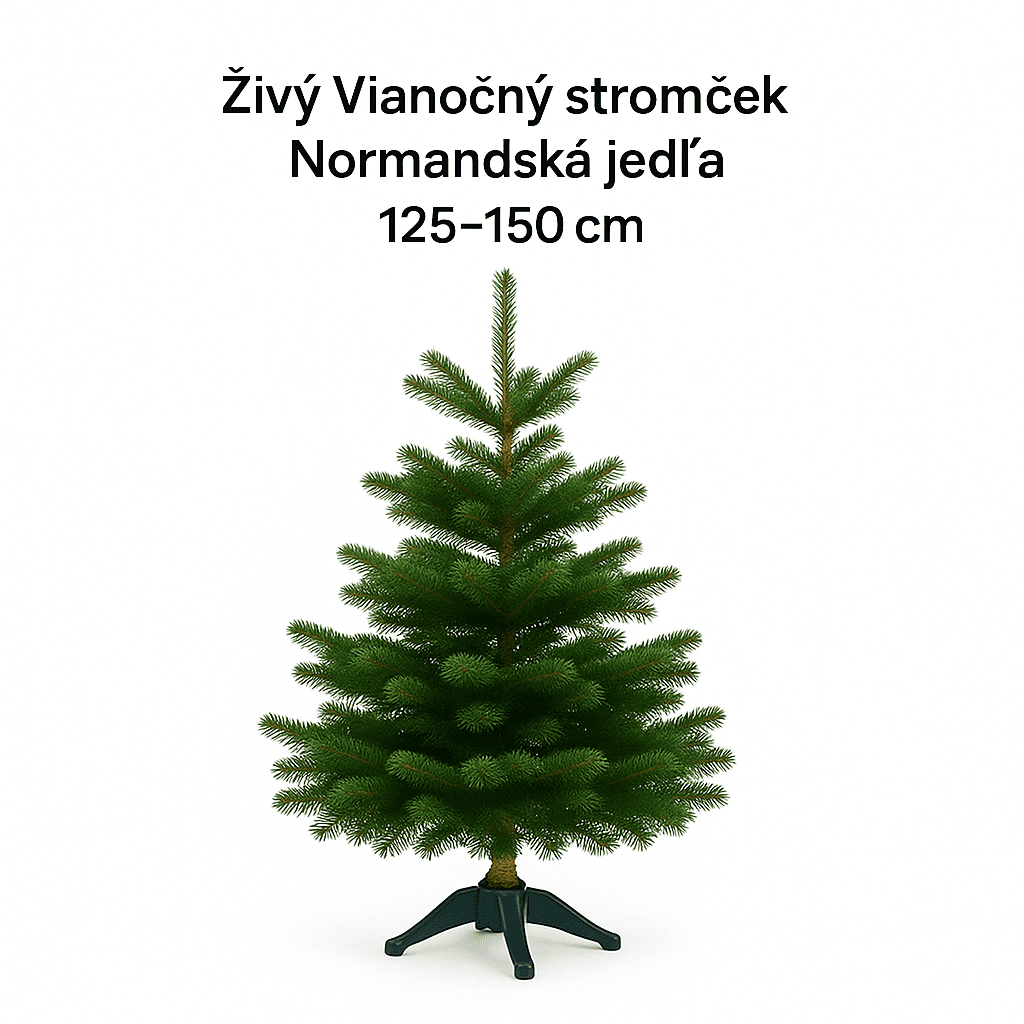 Živý Vianočný stromček Normandská jedľa - 1. trieda premium 125-150 cm Abies Nordmanniana