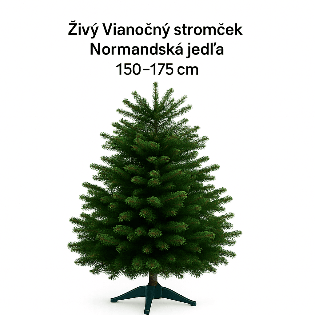 Živý Vianočný stromček Normandská jedľa - 1. trieda premium 150-175 cm Abies Nordmanniana