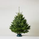 Živý Vianočný stromček Normandská jedľa - 1. trieda premium 125-150 cm Abies Nordmanniana