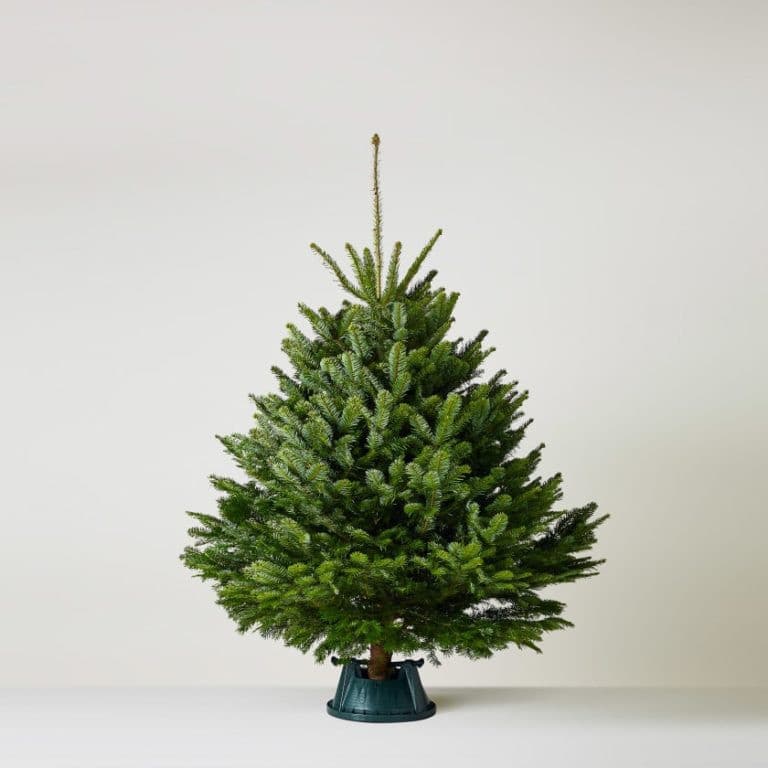 Živý Vianočný stromček Normandská jedľa - 1. trieda premium 125-150 cm Abies Nordmanniana