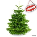Živý Vianočný stromček Normandská jedľa - 1. trieda premium 150-175 cm Abies Nordmanniana