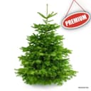 Živý Vianočný stromček Normandská jedľa - 1. trieda premium 175-200 cm Abies Nordmanniana