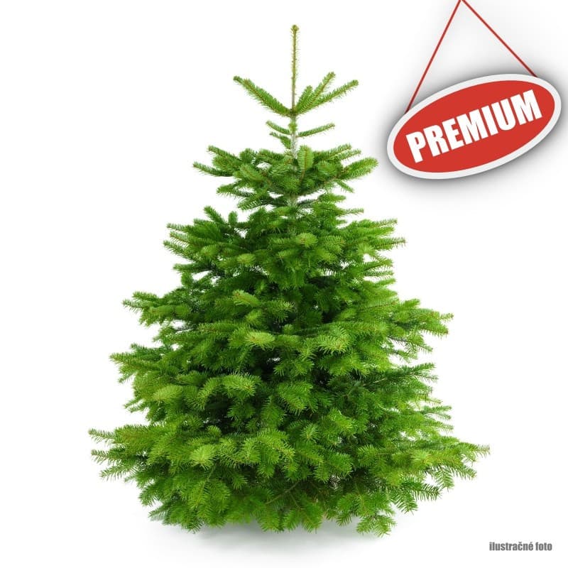 Živý Vianočný stromček Normandská jedľa - 1. trieda premium 175-200 cm Abies Nordmanniana