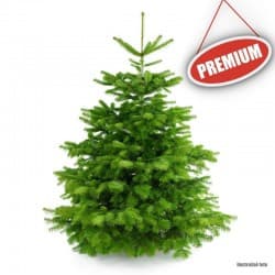 Živý Vianočný stromček Normandská jedľa - 1. trieda premium 200-250 cm Abies Nordmanniana