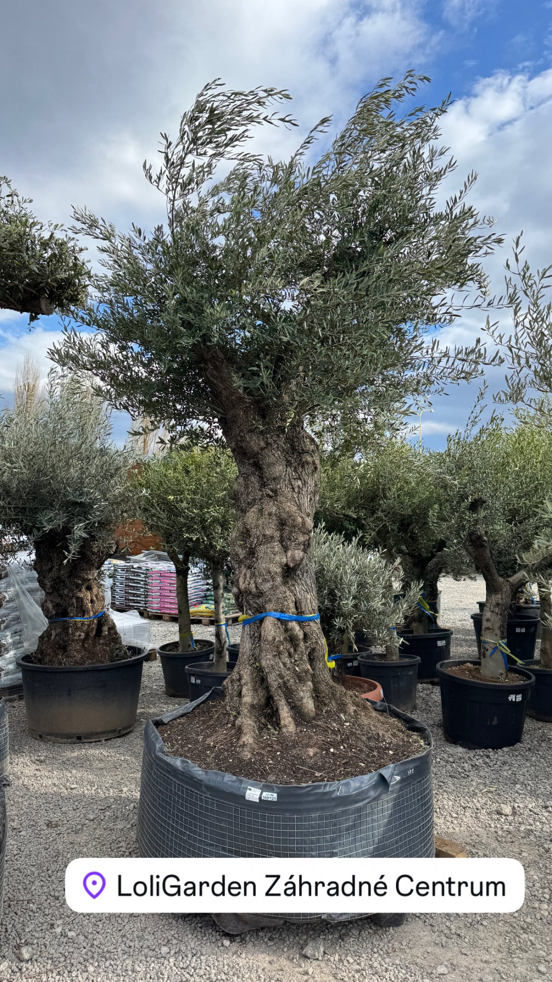 Product image 6548885